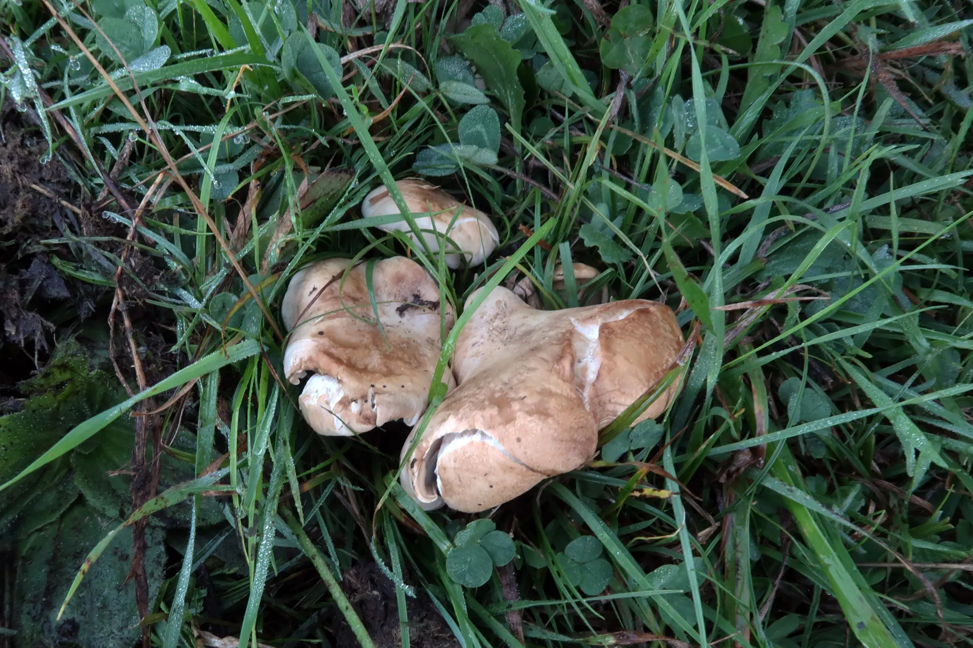 Lepista luscina - 1